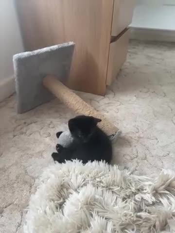 Mixed Breed cats for sale: jonipeterson@gmail.com - Video 2