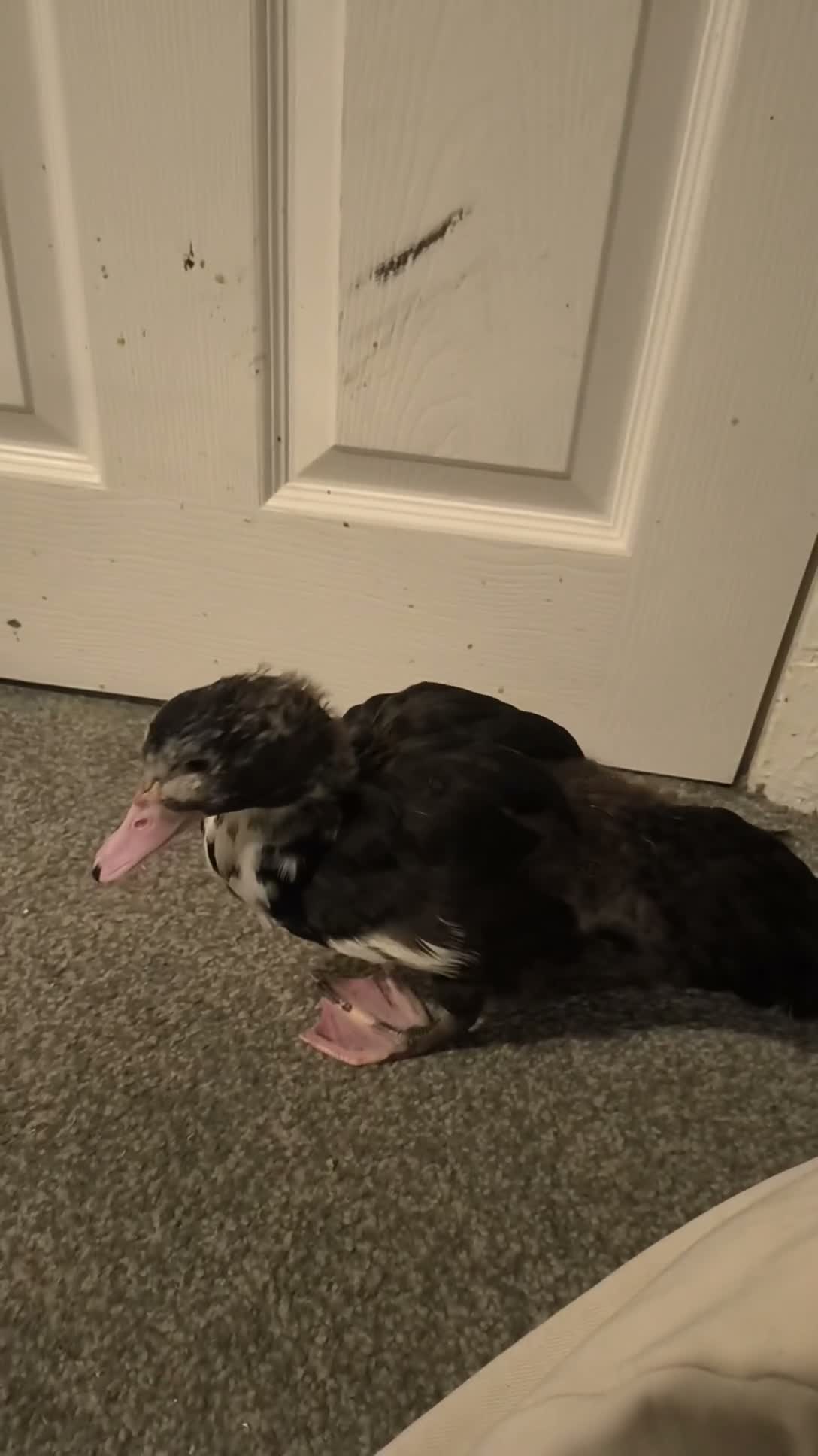 Ducks poultry for sale: Muscovy duckling just over 2 months old in Leeds - Video 1