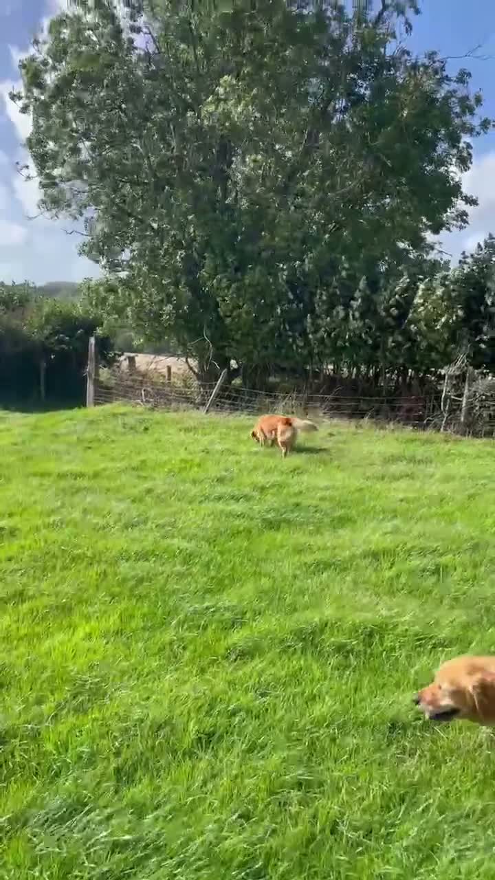 Golden Retriever dogs for sale: Beanie - Wonderful working golden retriever  - Video 1