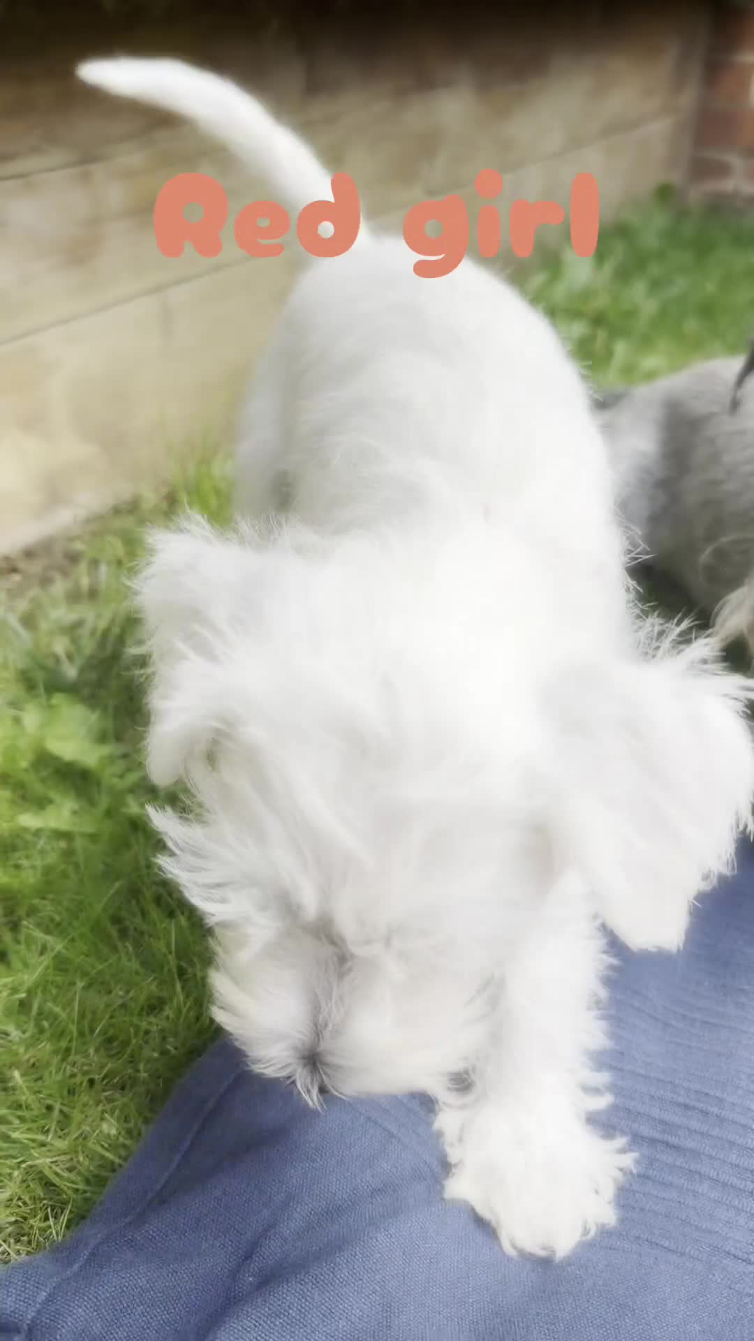 Miniature Schnauzer dogs for sale: Beautiful KC Miniature Schnauzers  - Video 2
