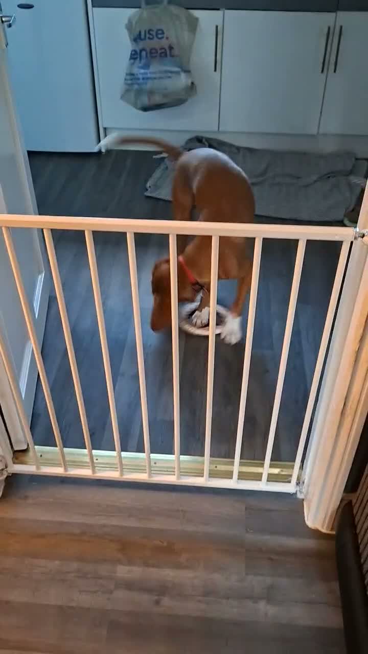 Cockerdor dogs for sale: Duke looking for new home. in Cheltenham - Video 2