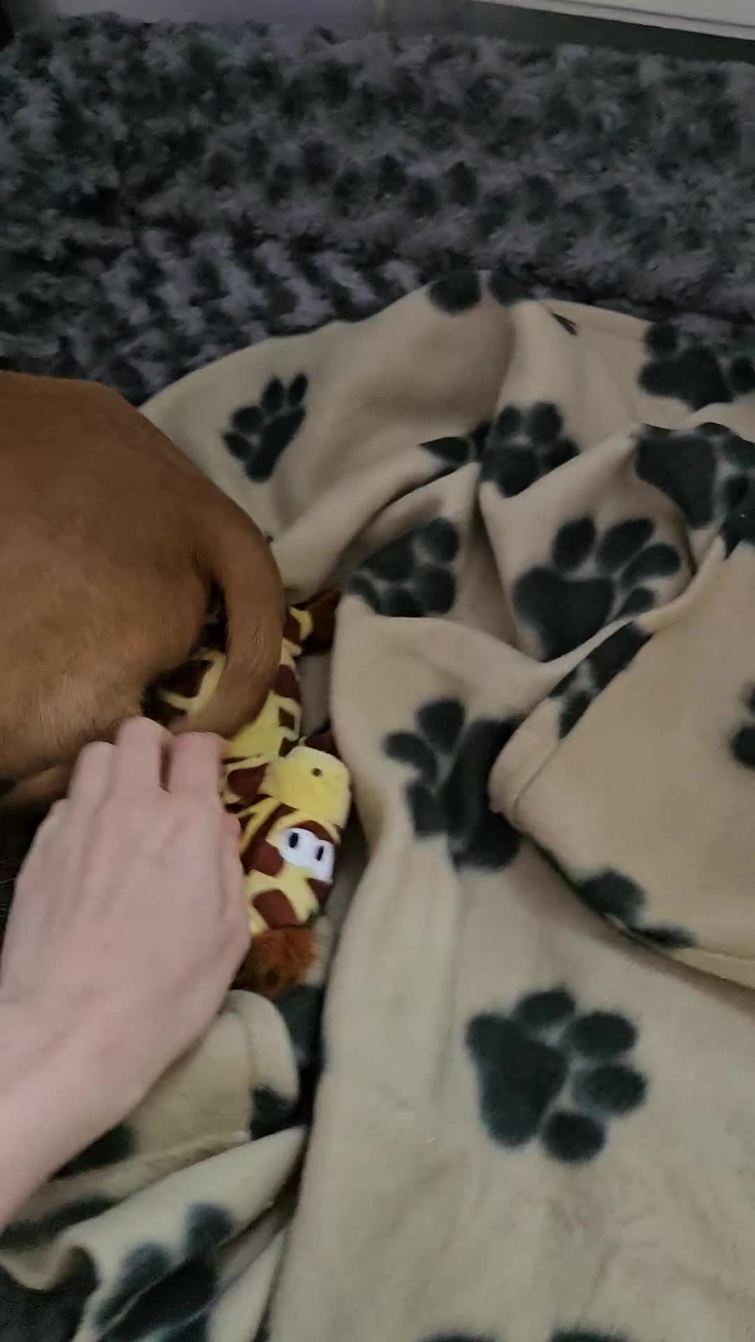 Cocker Spaniel dogs for sale: Cocker spaniel - Video 2