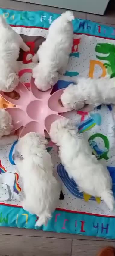 Bichon Frise dogs for sale: Bichon Frise (3 girls left ) - Video 1