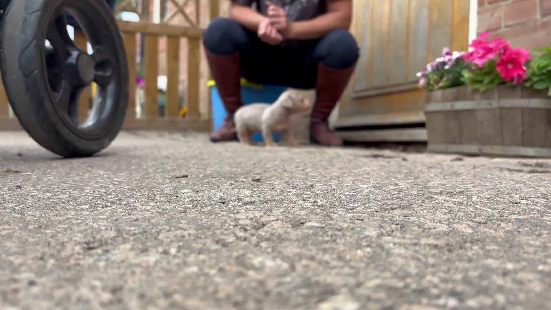 Jack Russell dogs for sale: Rare lilac and tan miniature jack russels  - Video 1