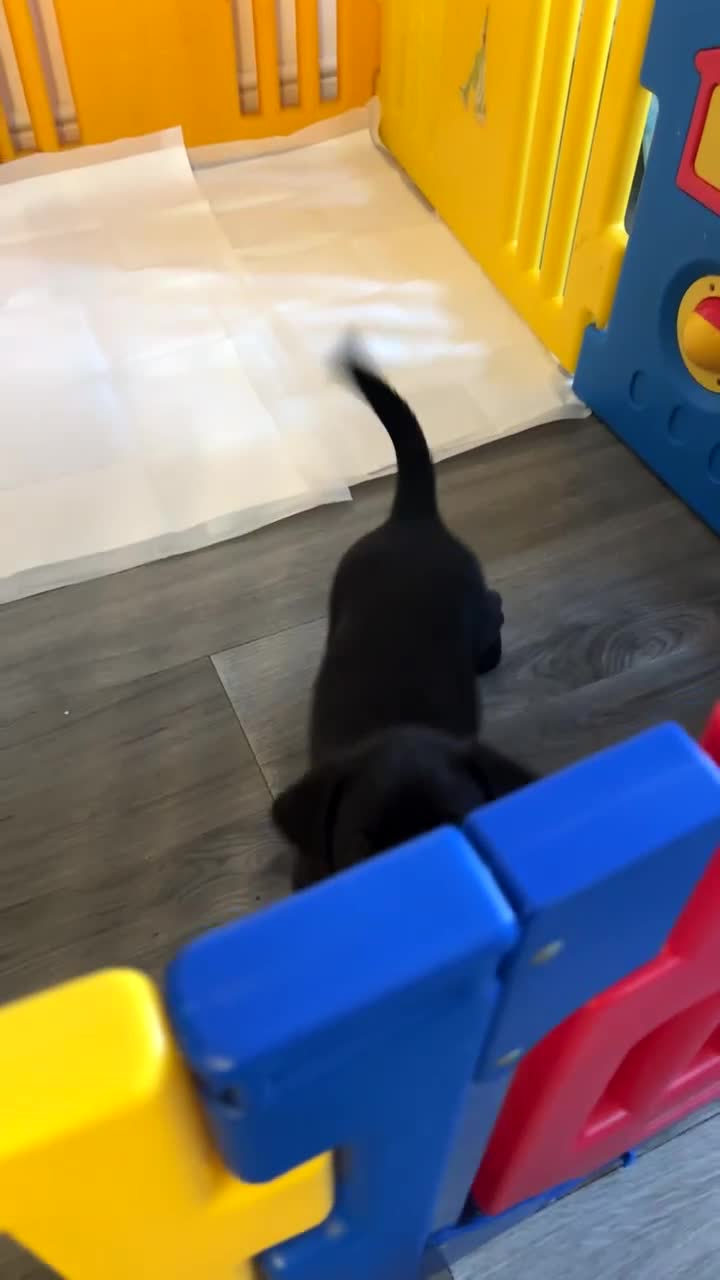 Labrador Retriever dogs for sale: 1 beautiful kc lab - Video 1