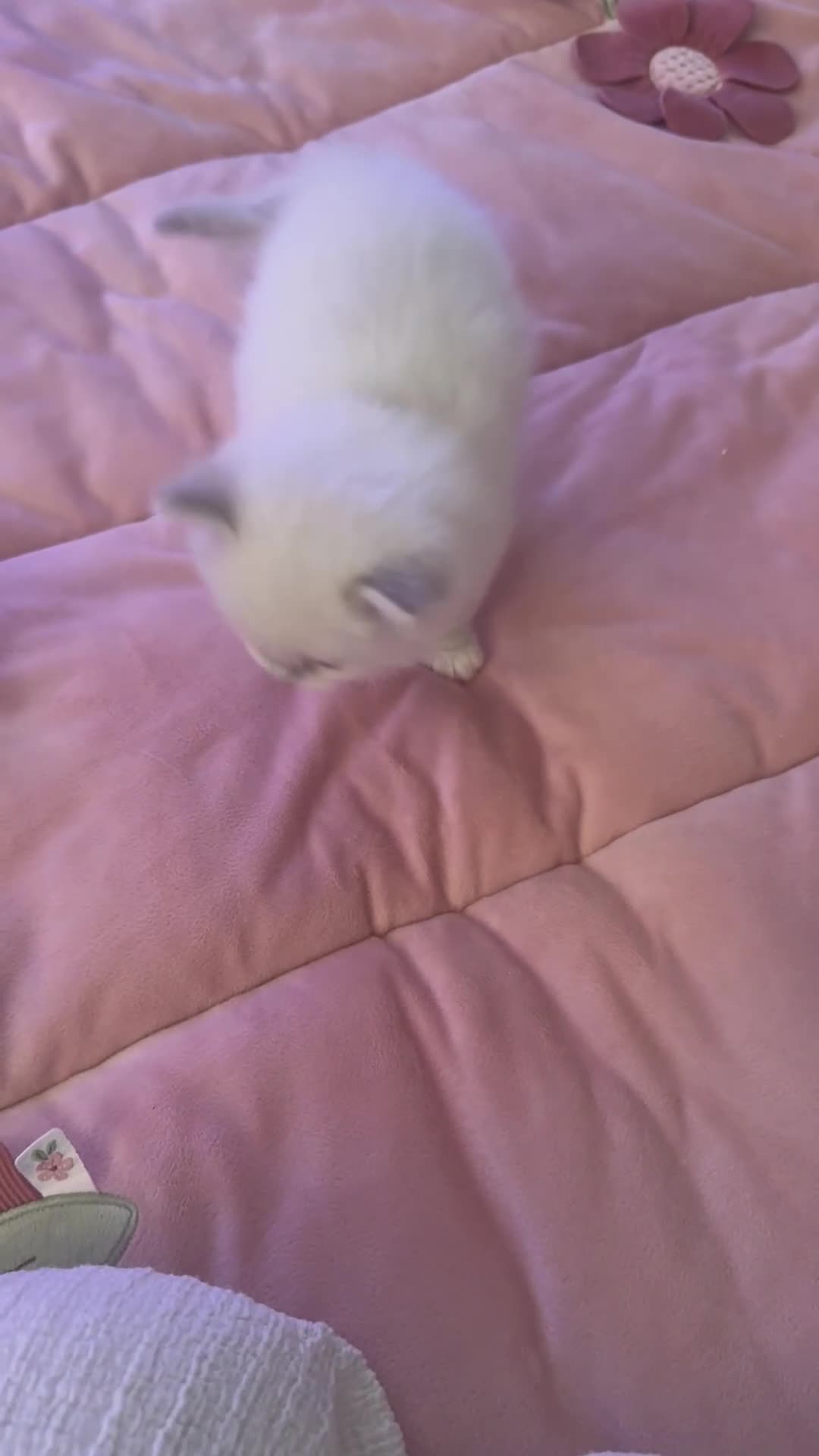 Ragdoll cats for sale: Stunning blue Mitted Tabby Boy in Hemel Hempstead - Video 2