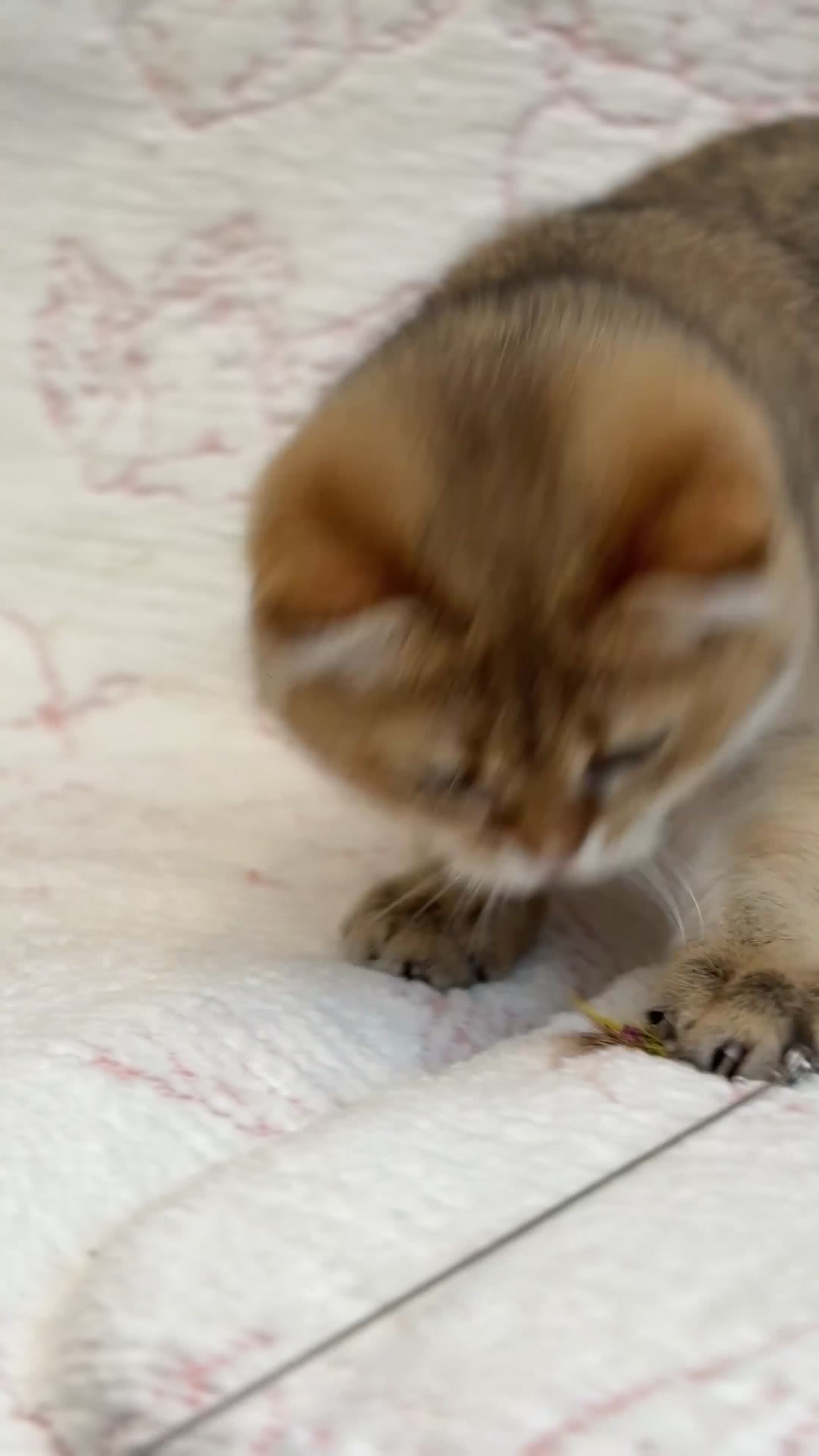 British Shorthair cats for sale: BSH 7 month kitten for sale - Video 1