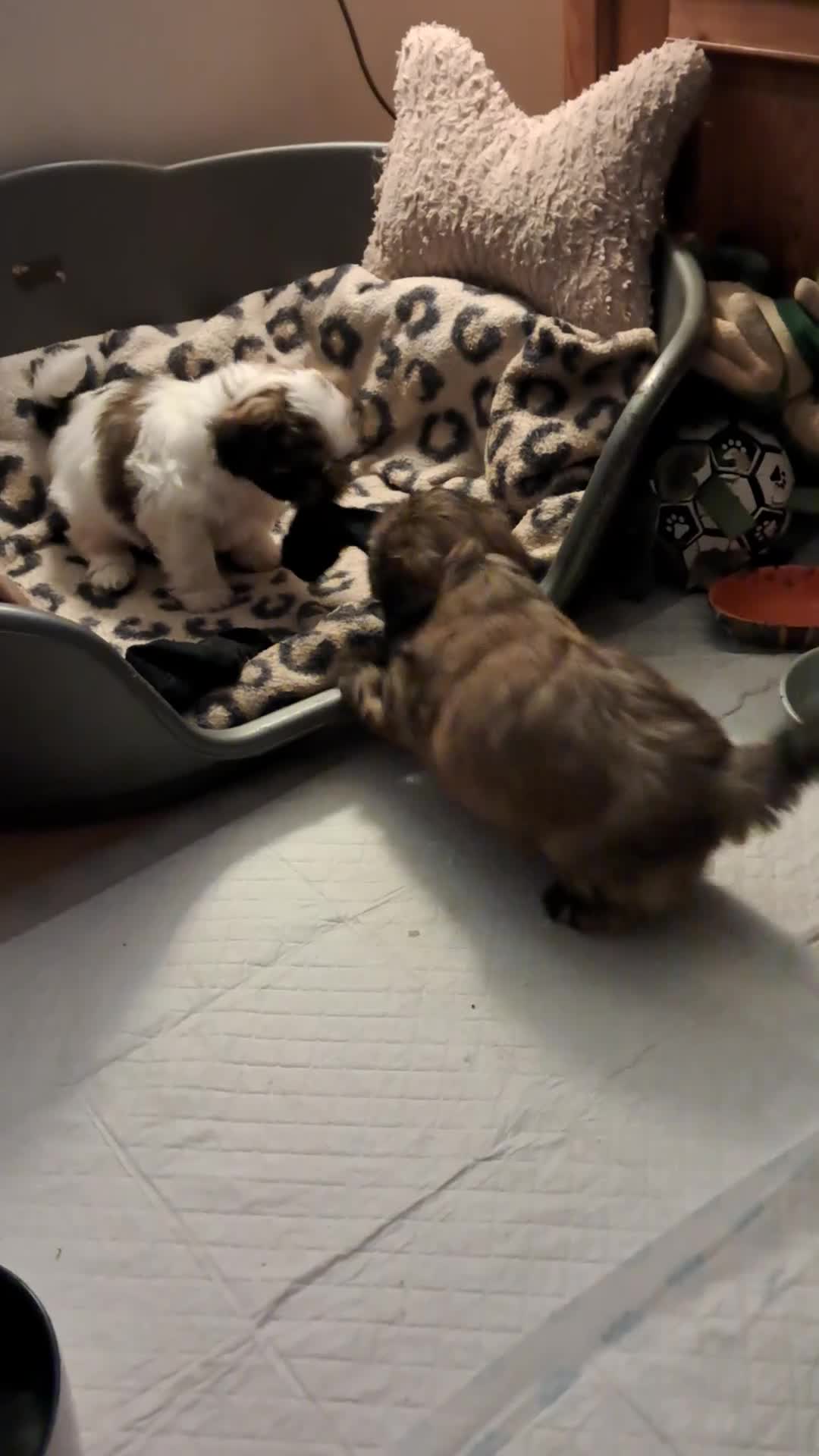 Malshi dogs for sale: Malshi 2 boys puppies - Video 1