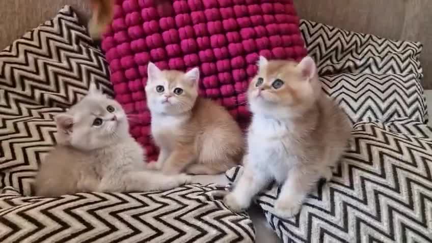 British Shorthair cats for sale: GOLDEN BRITISH SHORTHAIR KITTENS TICA  - Video 1