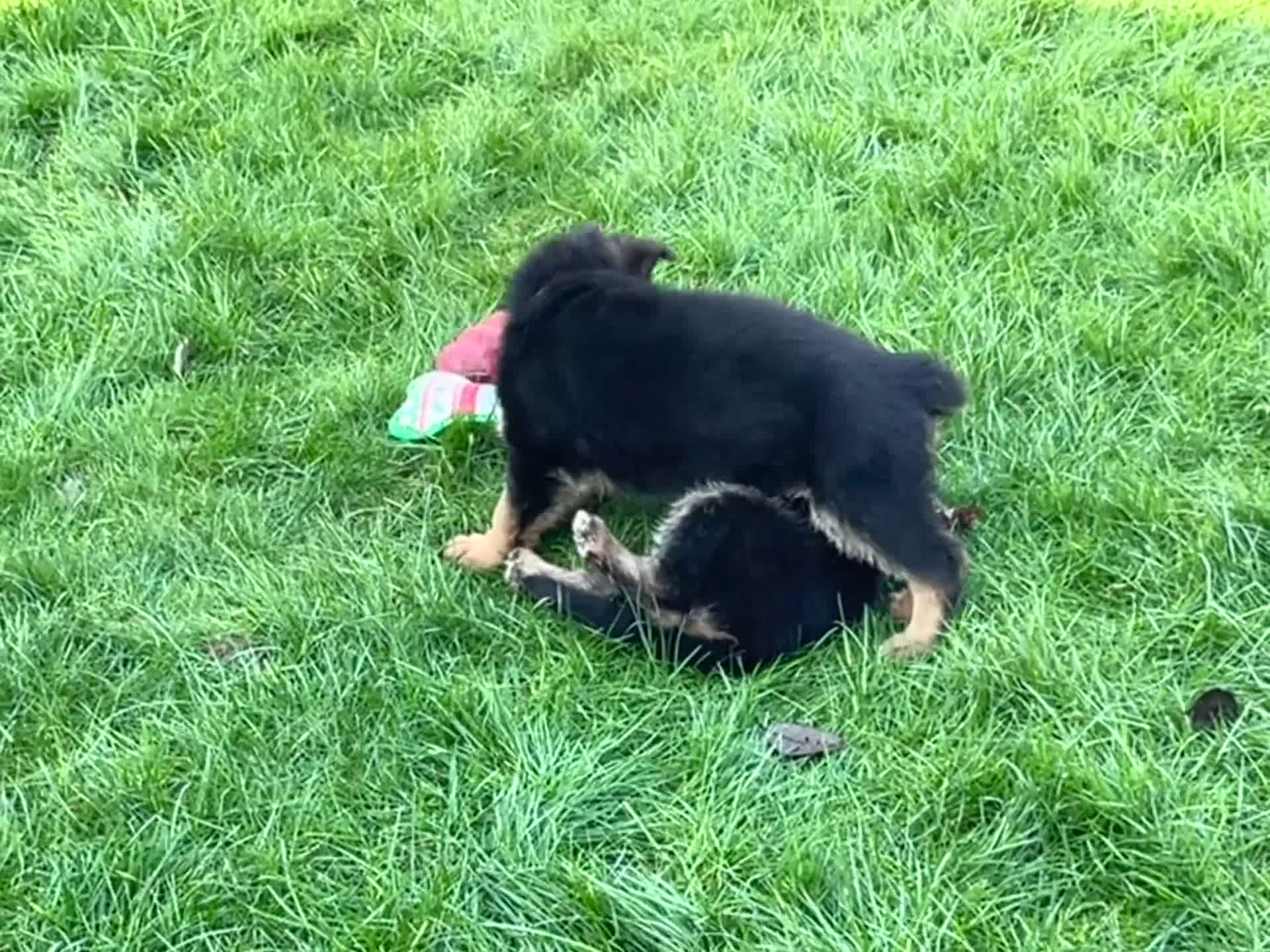 German Shepherd dogs for sale: KC reg German shepherd puppies  - Video 4