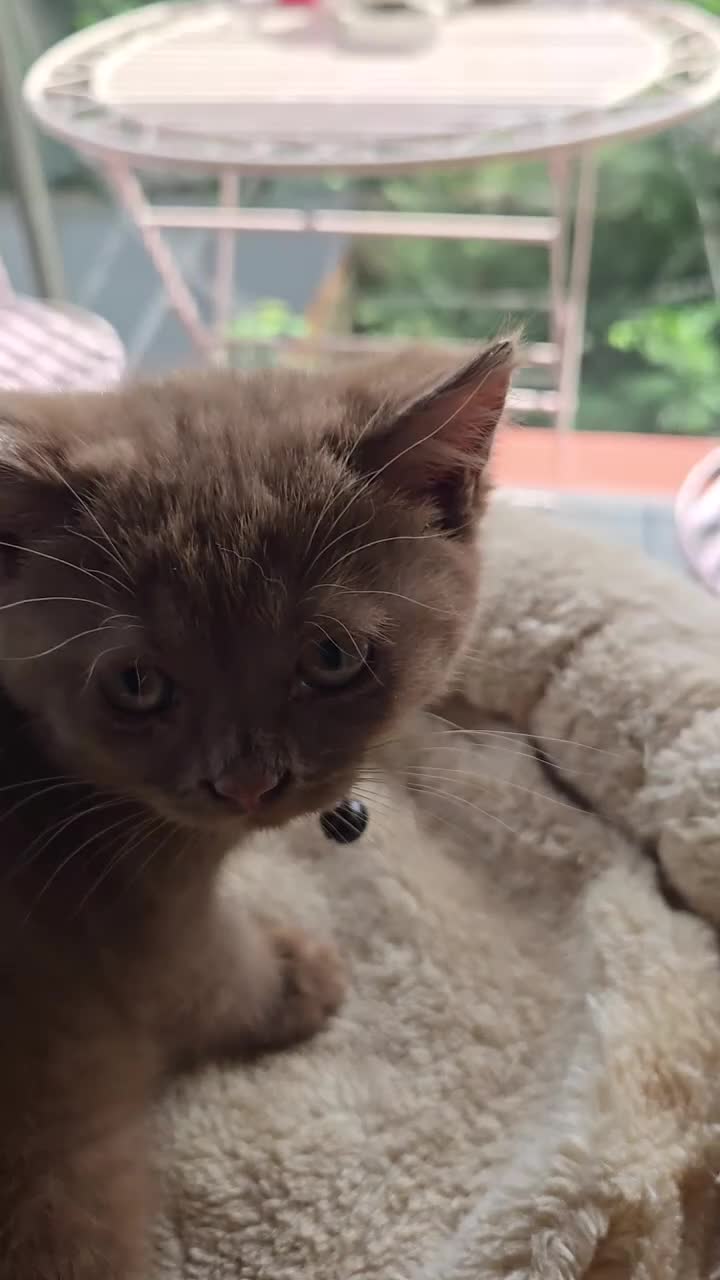 British Shorthair cats for sale: RARE! British Shorthair Kittens Cinnamon & Fawn in London - Video 5