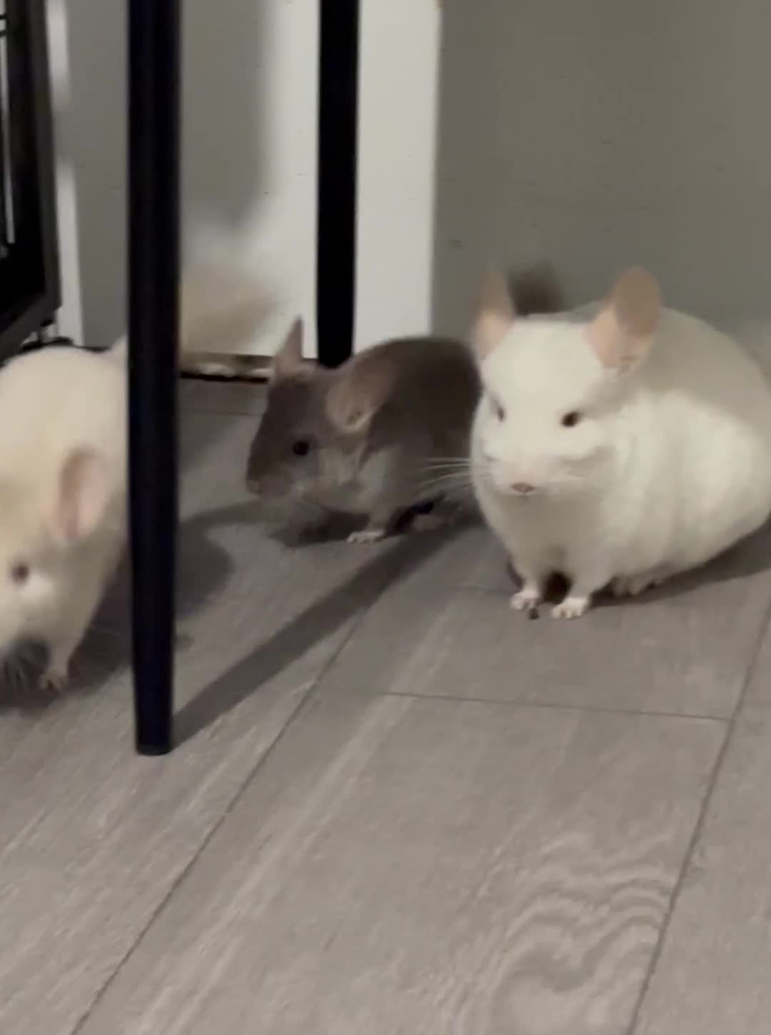 Chinchilla rodents for sale: Beige Male Chinchilla – From Beautiful Parents - Video 1