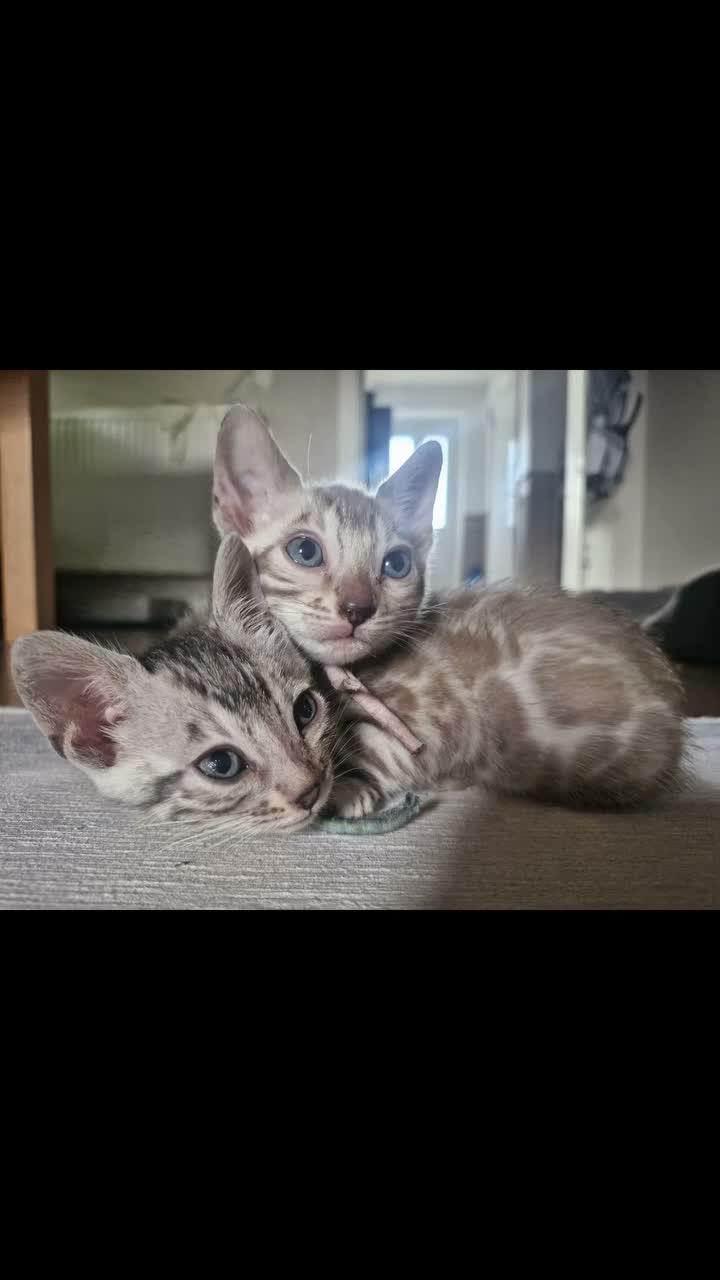 Bengal cats for sale: Genetic Health Tested Silver Bengal Female - Video 1