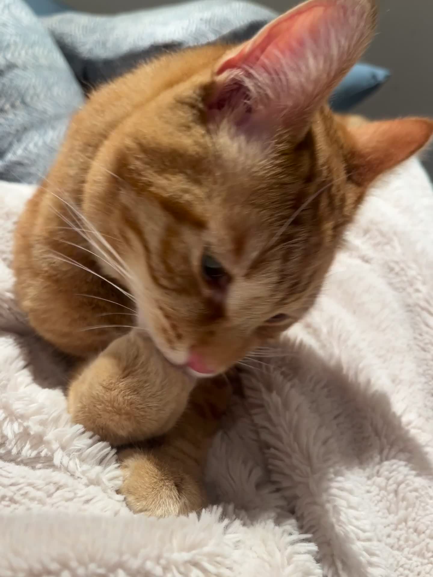 Mixed Breed cats for sale: 1year old - Boy and Girl  - Video 3