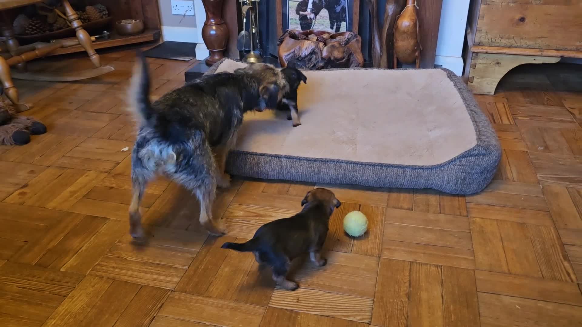 Border Terrier dogs for sale: Border Terrier puppies - Video 1