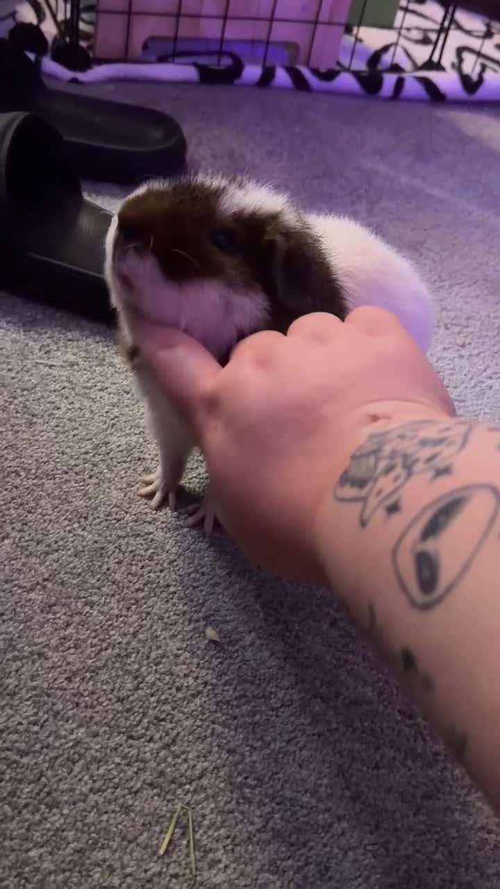 Guinea Pig rodents for sale: 2 male guinea pigs  - Video 1