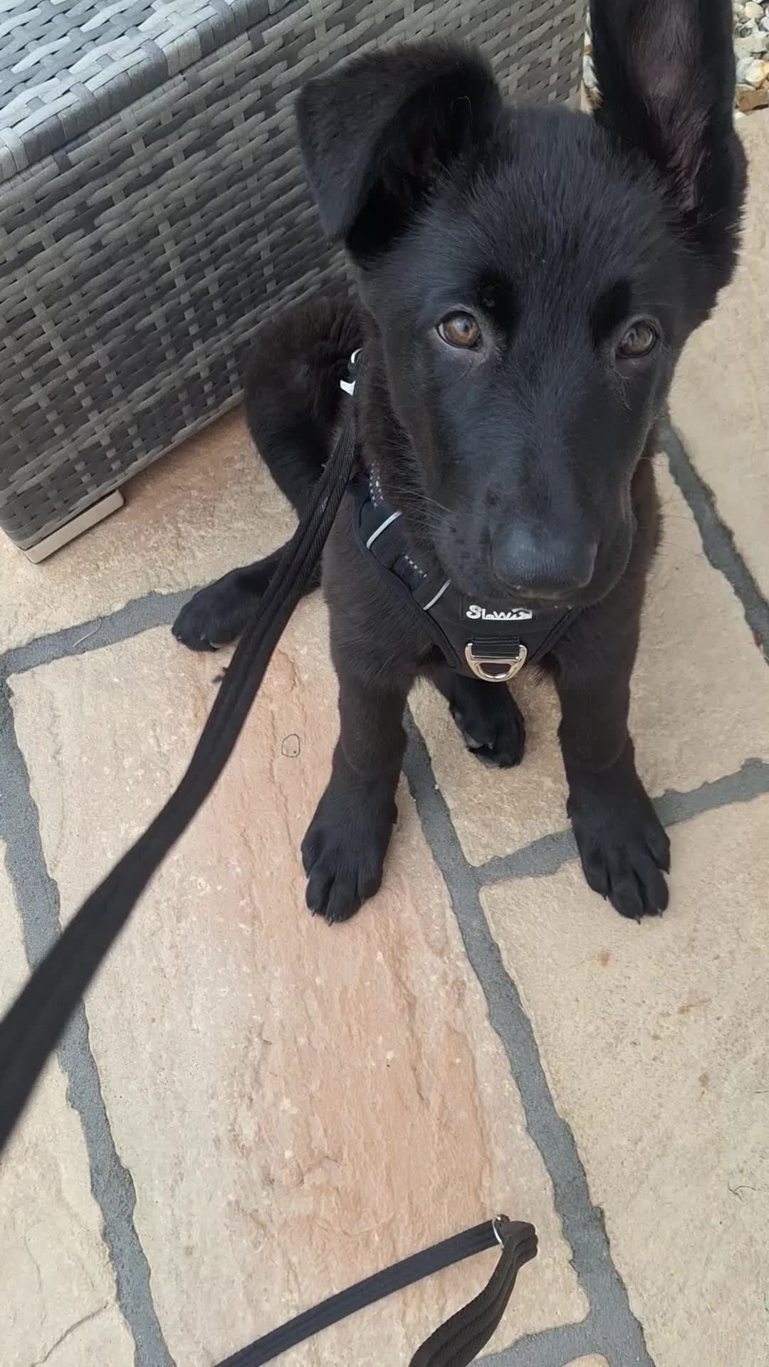 German Shepherd dogs for sale: Outstanding KC Registered German Sheppard - Video 1