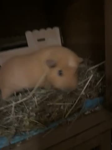 Guinea Pig rodents for sale: 2x female guinea pigs  in Shrewsbury - Video 2