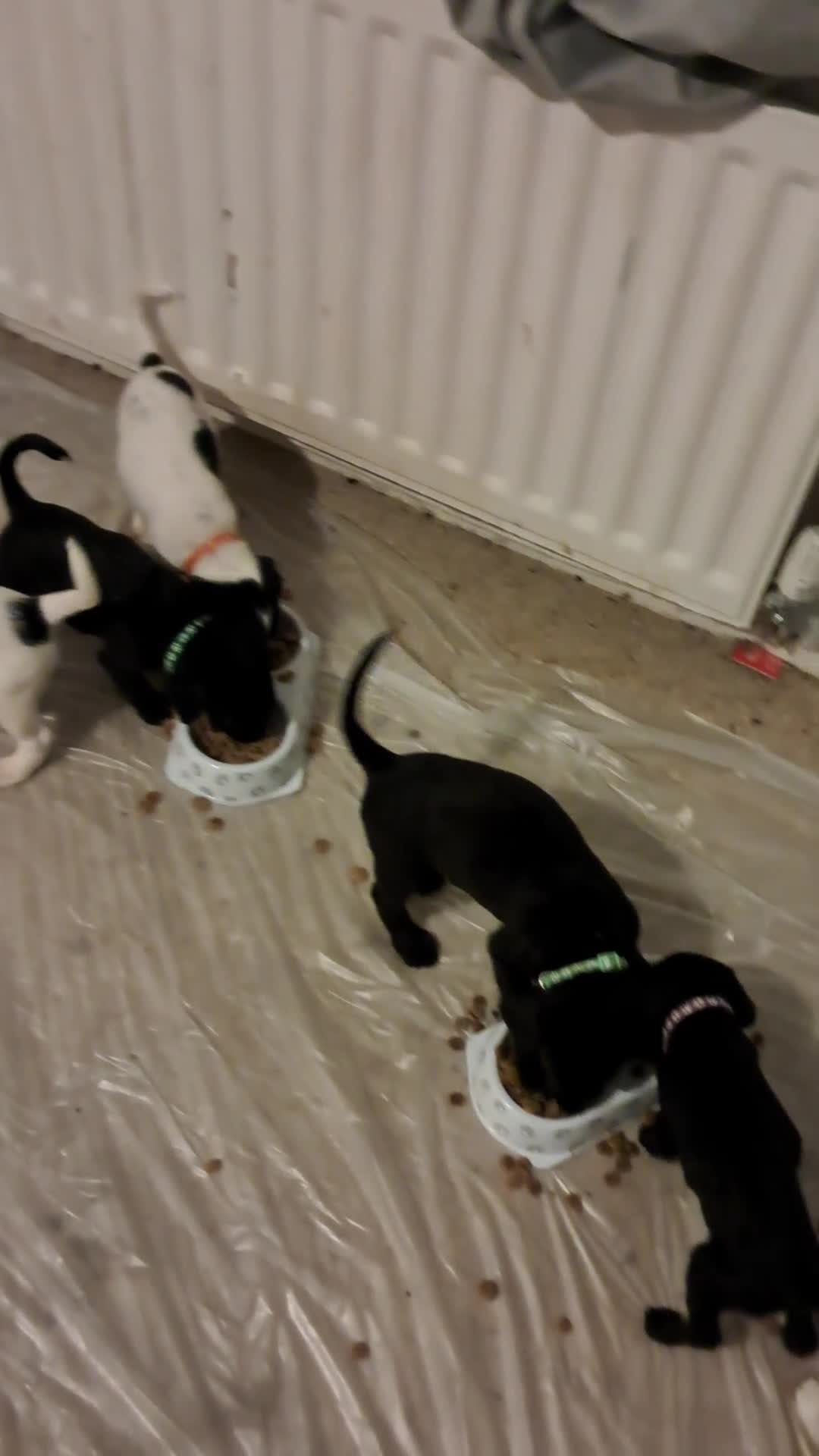 Mixed Breed dogs for sale: Splurcherpoo - Video 1