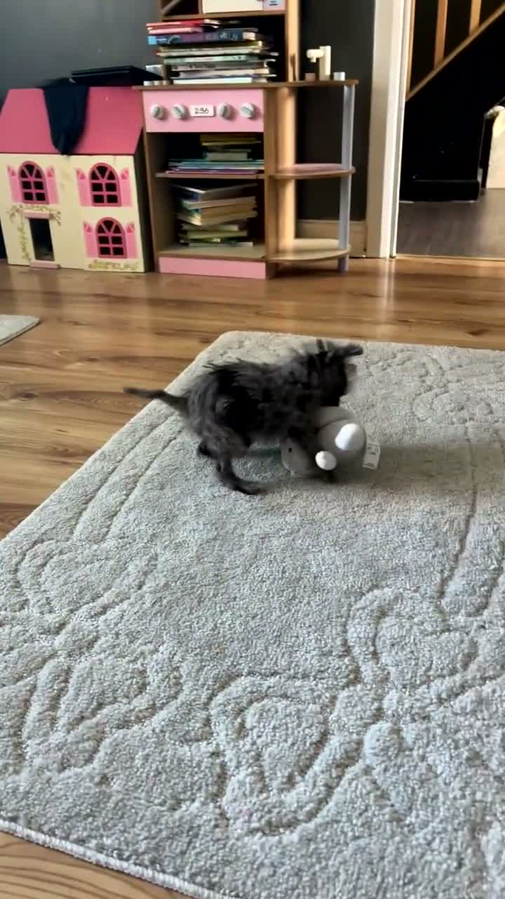 Mixed Breed dogs for sale: Toy poodle cross French bull dog - Video 4