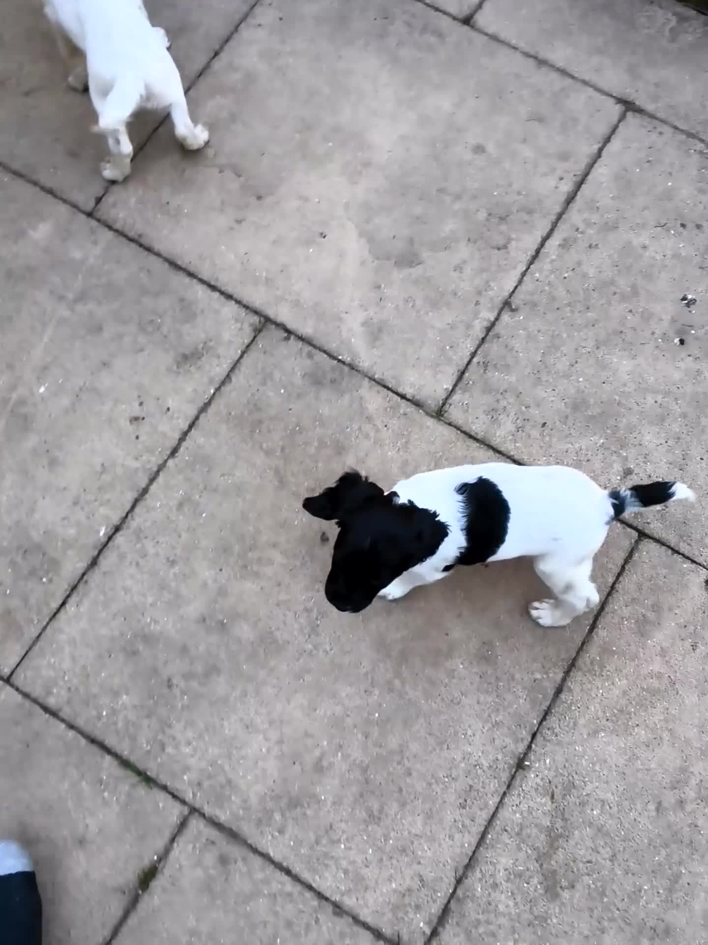 English Springer Spaniel dogs for sale: KC working springer spaniels - Video 1