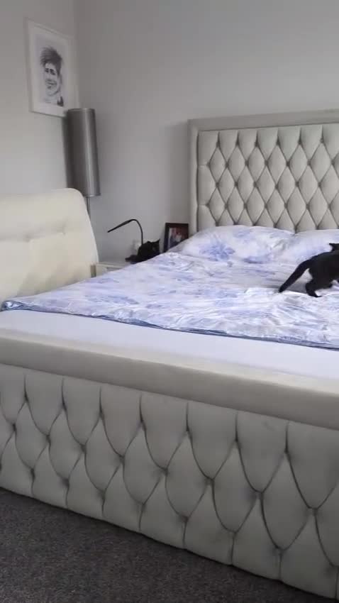 Domestic Shorthair cats for sale: Why nobody wants us? 😞😿 - Video 2