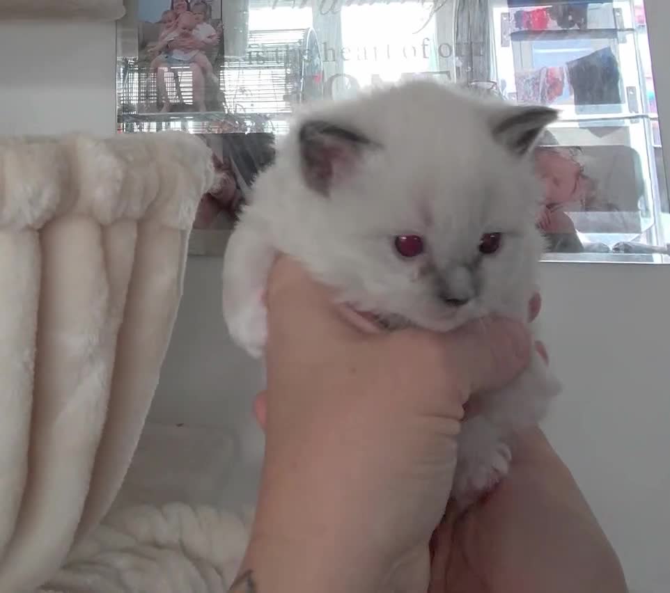 Ragdoll cats for sale: XL Long hair Ragdoll kittens. Used to dogs.  - Video 2
