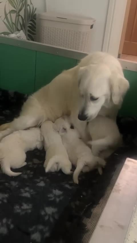 Golden Retriever dogs for sale: Extensively Health Tested English Cream Puppies - Video 1