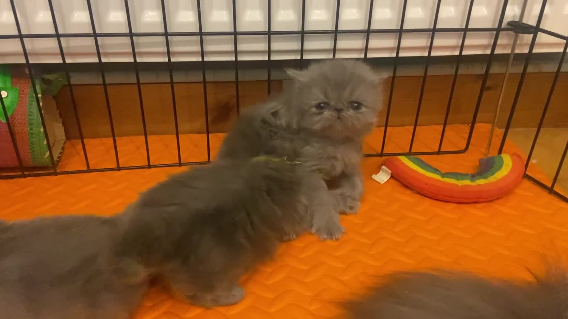 Persian cats for sale: Stunning pedigree Persian kittens - Video 4