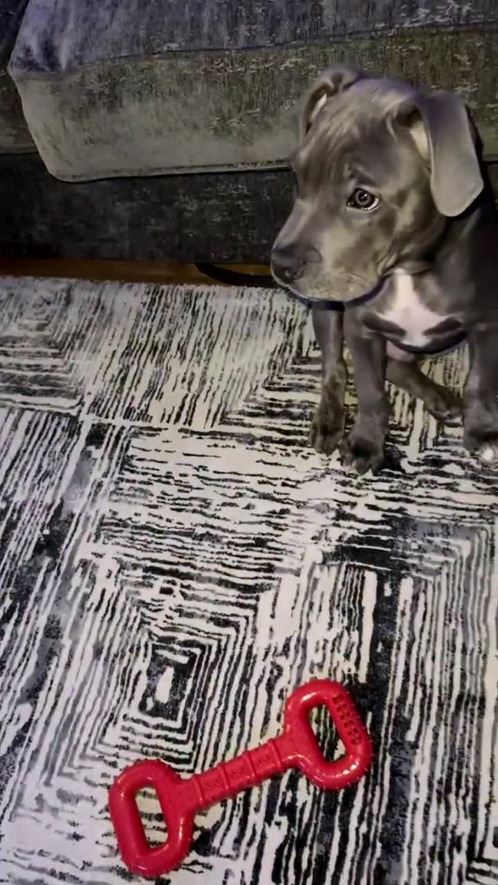 Mixed Breed dogs for sale: 4 Month Cane Corso  - Video 4