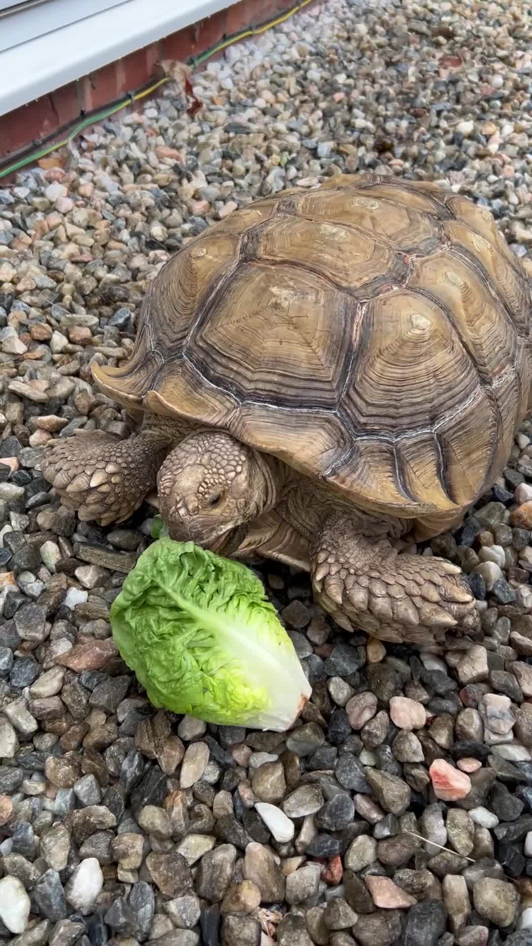 Tortoise reptiles for sale: 15 year old Sulcata tortoise  - Video 1
