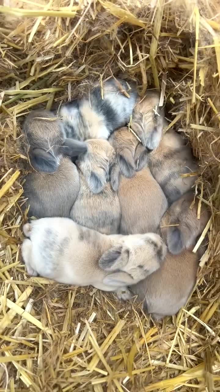 Mini Lop rabbits for sale: Mini lop babies 🐰 - Video 1