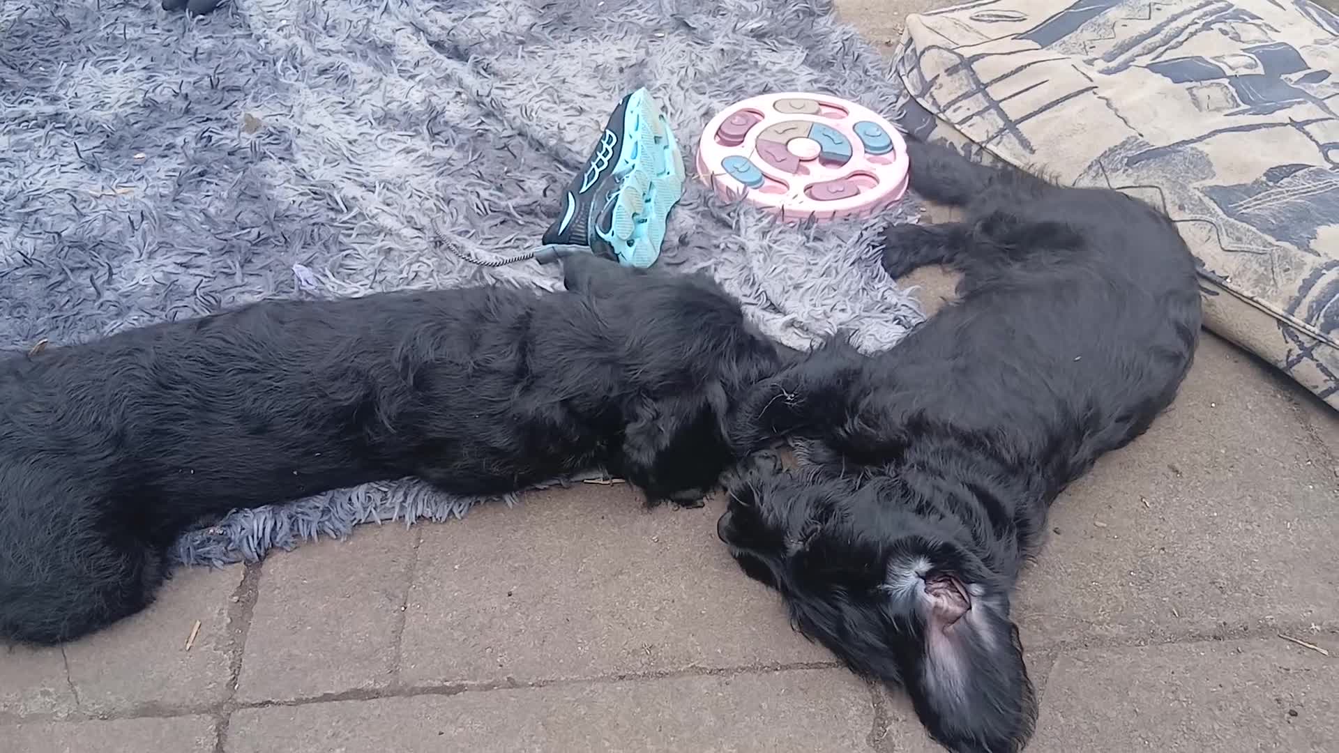 Mixed Breed dogs for sale: Last 3 gorgeous Cockapoo x Ready for new homes - Video 1