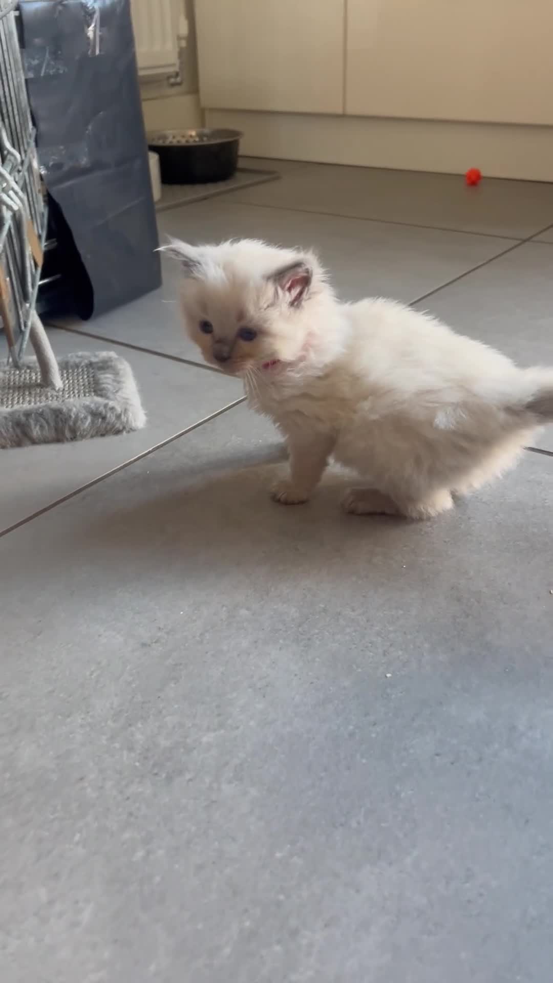Ragdoll cats for sale: 🤍5 gorgeous female ragdoll kittens for sale🤍 - Video 2