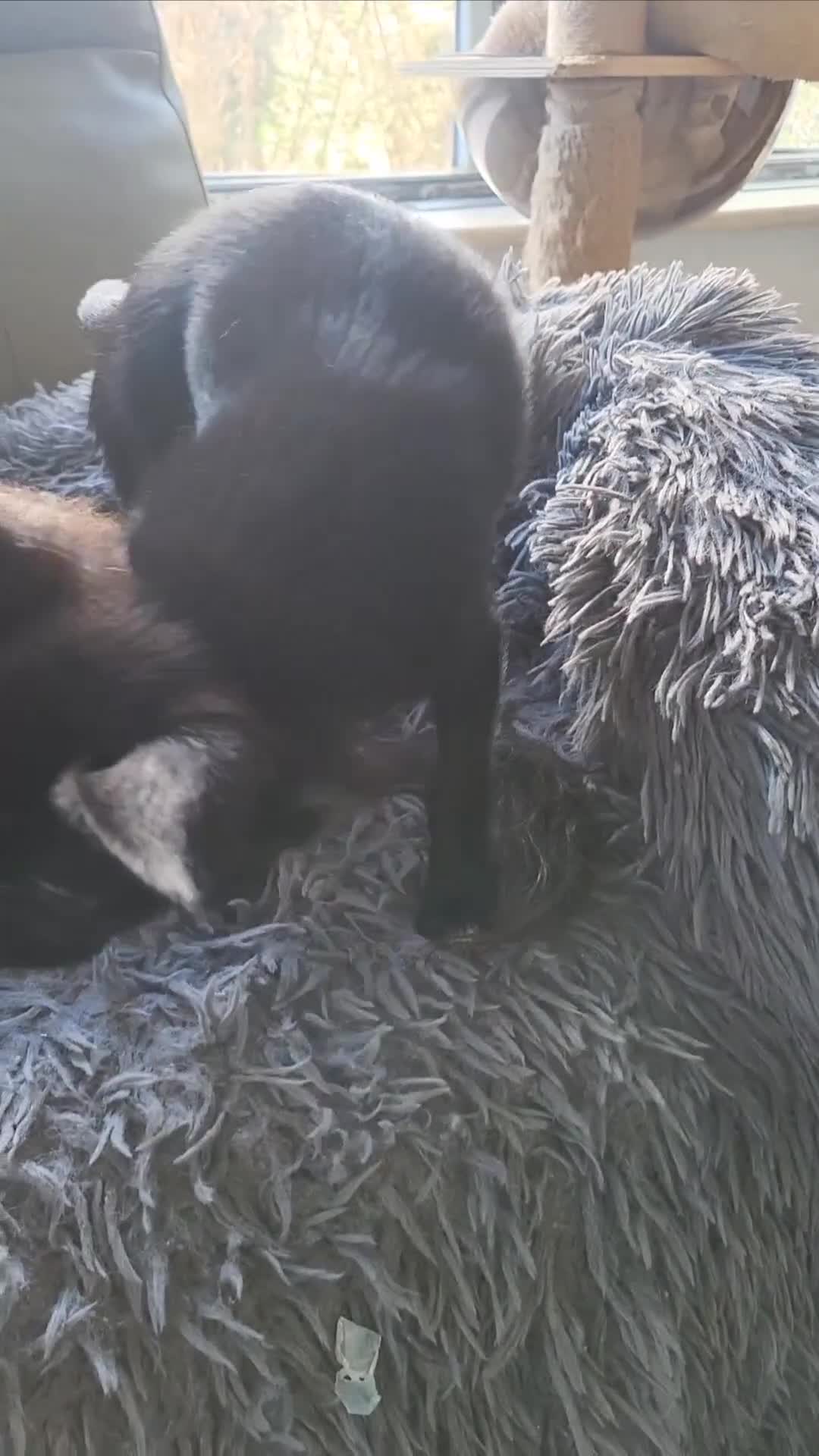 Mixed Breed dogs for sale:  Reserved Boy Small Male Papillon Cross Chihuahua  - Video 1