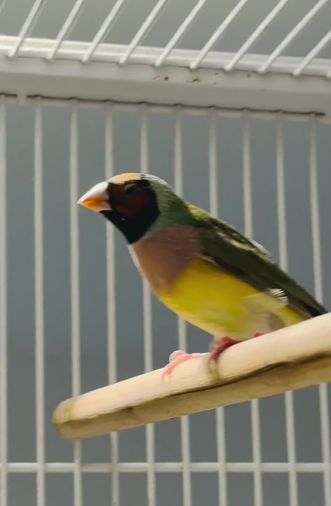 Finches birds for sale: Young Gouildan  Finches — 2 Hens & 1 Cock - Video 1