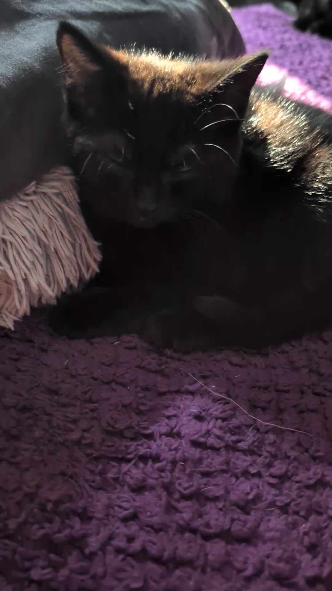 Bombay cats for sale: Black Bombay Male Kitten - Video 1