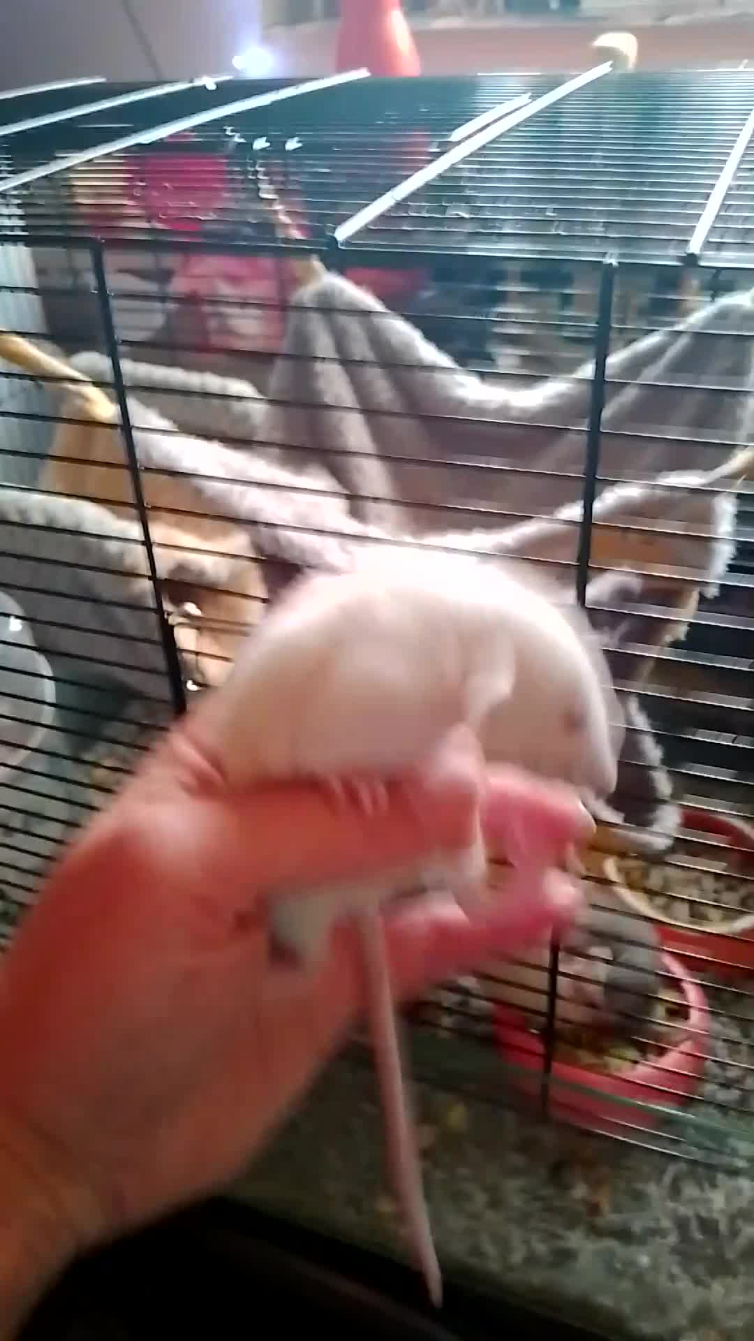 Rat rodents for sale: Dumbo baby rats  - Video 2