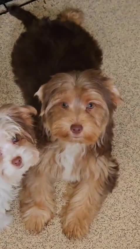 Yorkshire Terrier dogs for sale: 🩵 DNA tested parents 🩵 Chocolate and Tan boy - Video 1