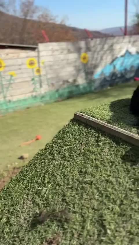 Mixed Breed dogs for adoption: Gina  in Ashford - Video 3
