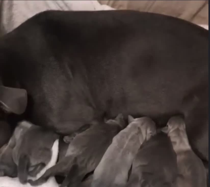 Staffordshire Bull Terrier dogs for sale: Full Respect Trained Staffordshire Bull Puppies in Worthing - Video 3