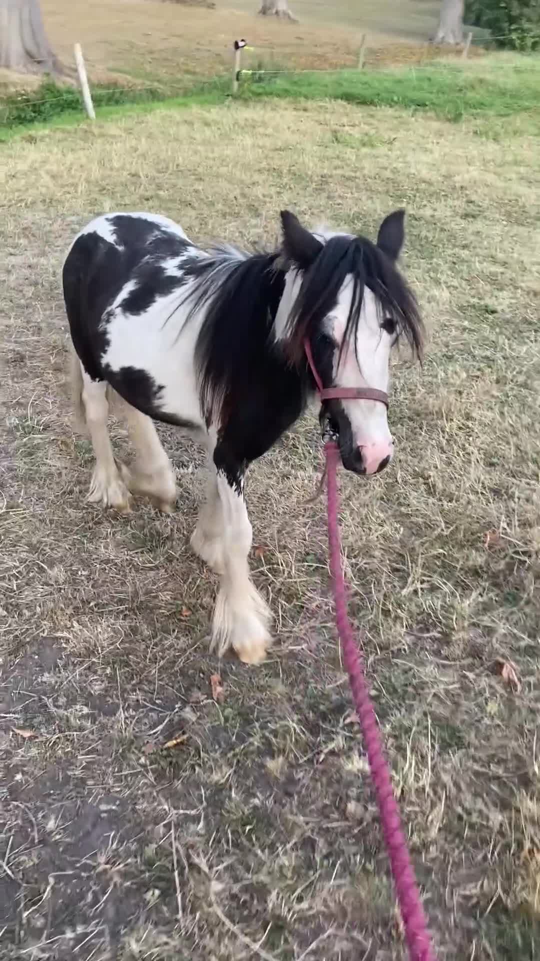 Irish Cob horses for sale: Edwin and chopper  - Video 3