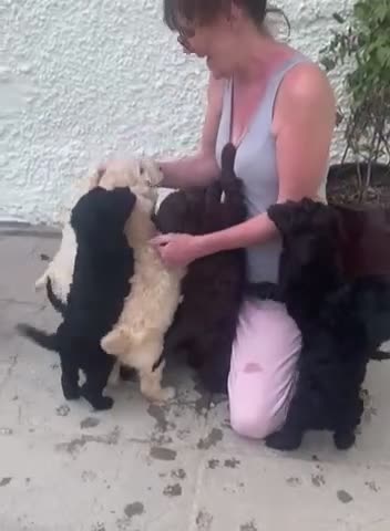 Labradoodle dogs for sale: LAST 3 LARGE PREMIUM MULTIGEN DOUBLE DOODLES 🐾🐾 - Video 1