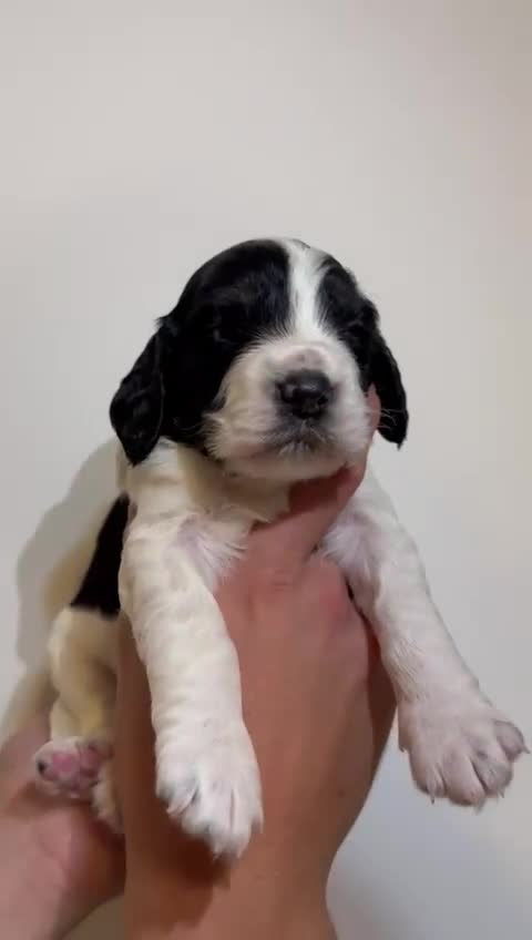 Cockapoo dogs for sale: Cockapoo puppies  - Video 3