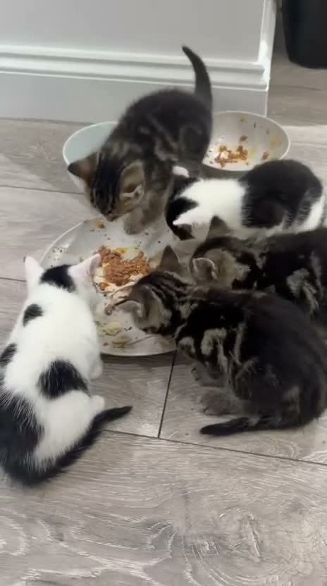 Mixed Breed cats for sale: Kittens ready to go - Video 1