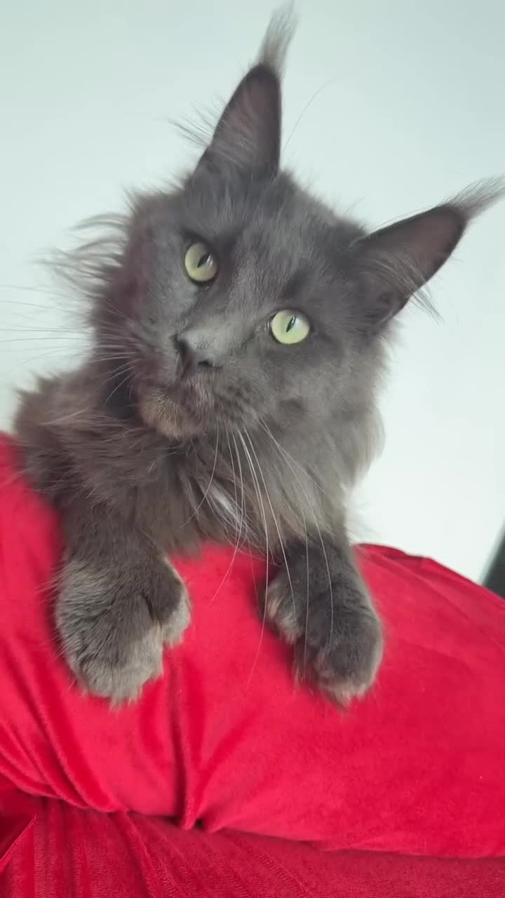 Maine Coon cats for sale: POLYDACTYL+BLUE EYED XL MAINE COONS in Birmingham - Video 3