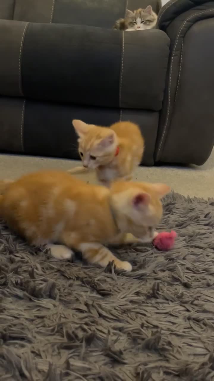 Mixed Breed cats for sale: Stunning long haired kittens  - Video 1