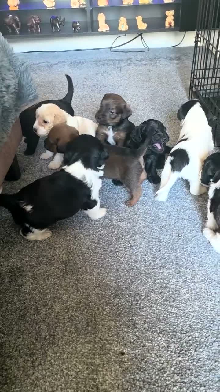 Mixed Breed dogs for sale: F1 cockerpoos - Video 2