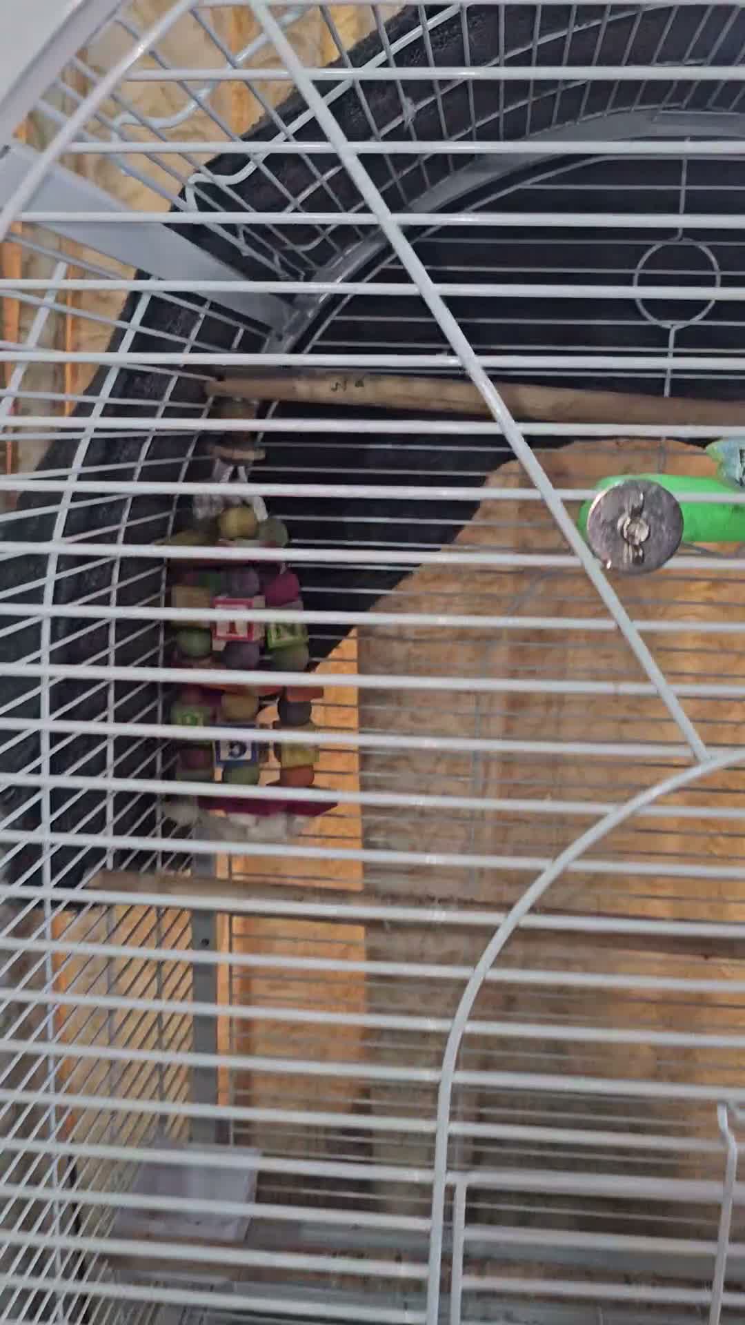 Parrots birds for sale: Hand Tammed White Capped Pionus Nith Lutino Genes in Barking - Video 1