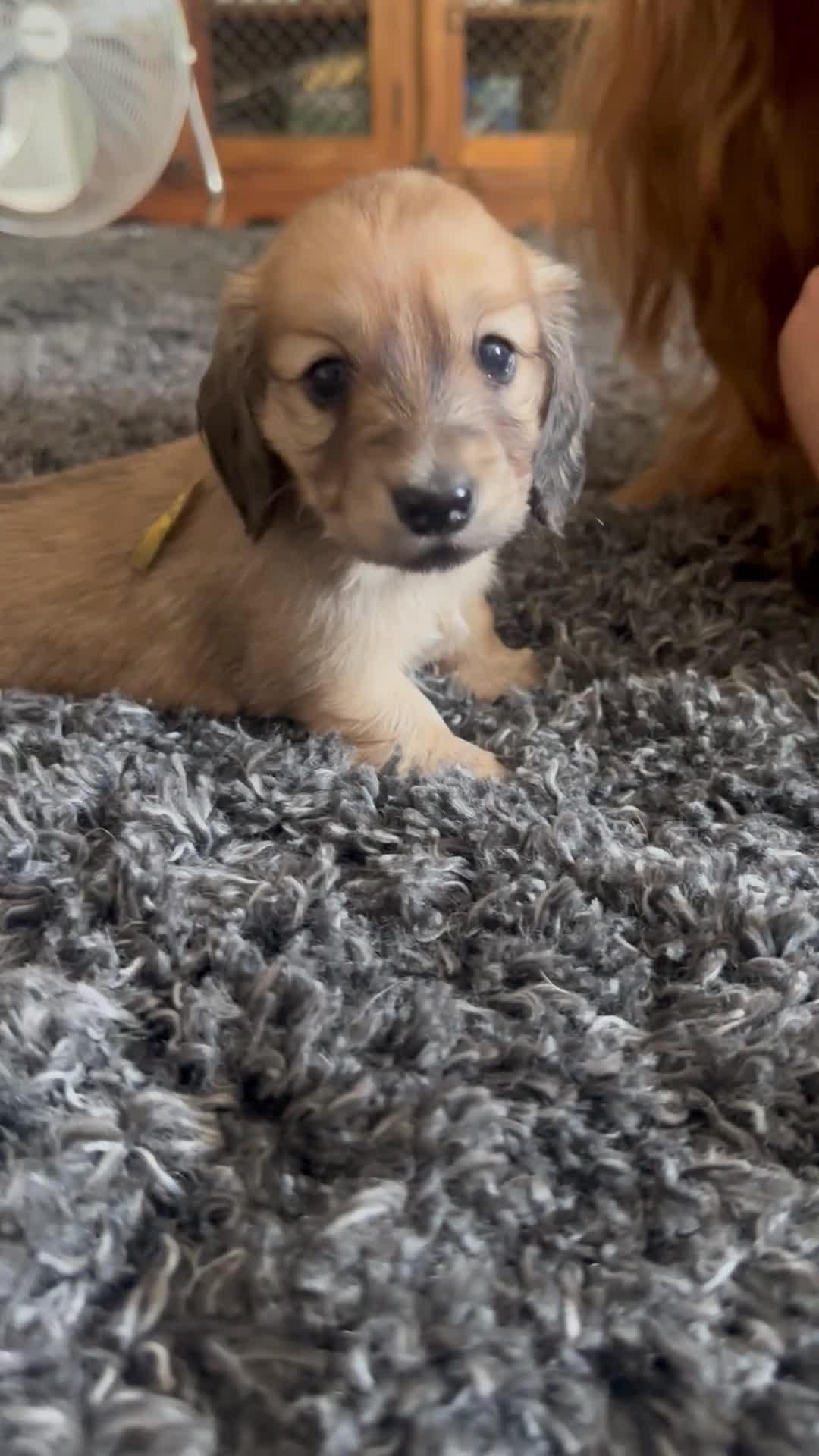 Miniature Dachshund dogs for sale: KC REG Miniature LH Dachshund puppies for sale  - Video 4